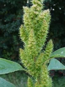 Amaranthus retroflexus